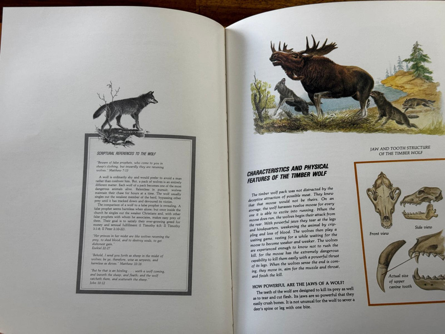 Character Sketches from the Pages of Scripture, Illustrated in the World of Nature, Vol. 1 (Condition - GOOD