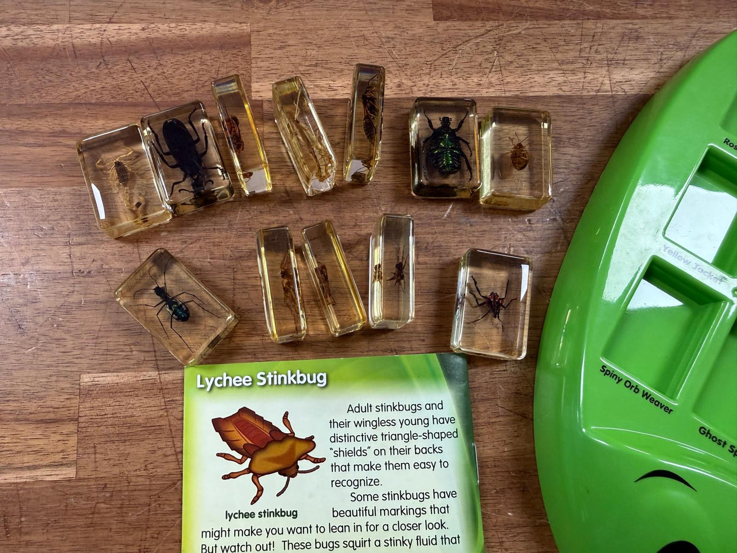 Real Bugs Discovery Kit (Good, Clean & Complete)