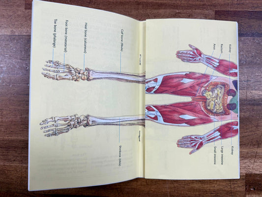 Skeletons (w. Human Skeleton Foldout) by D Harper