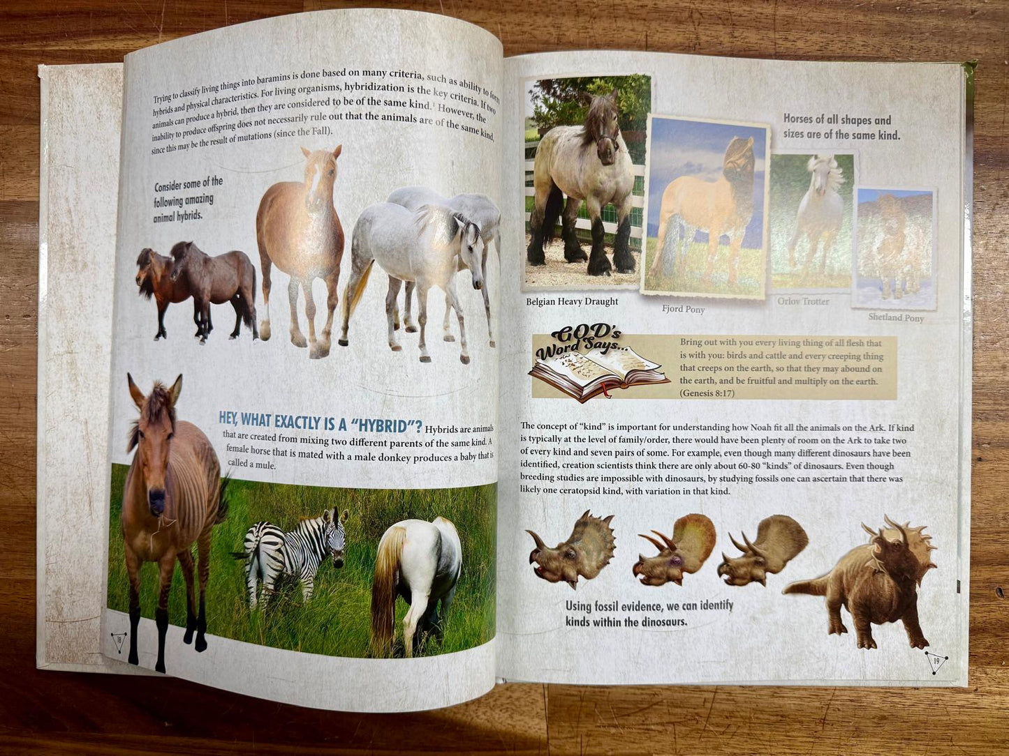 How Many Animals Were on the Ark? by Craig Froman - VG