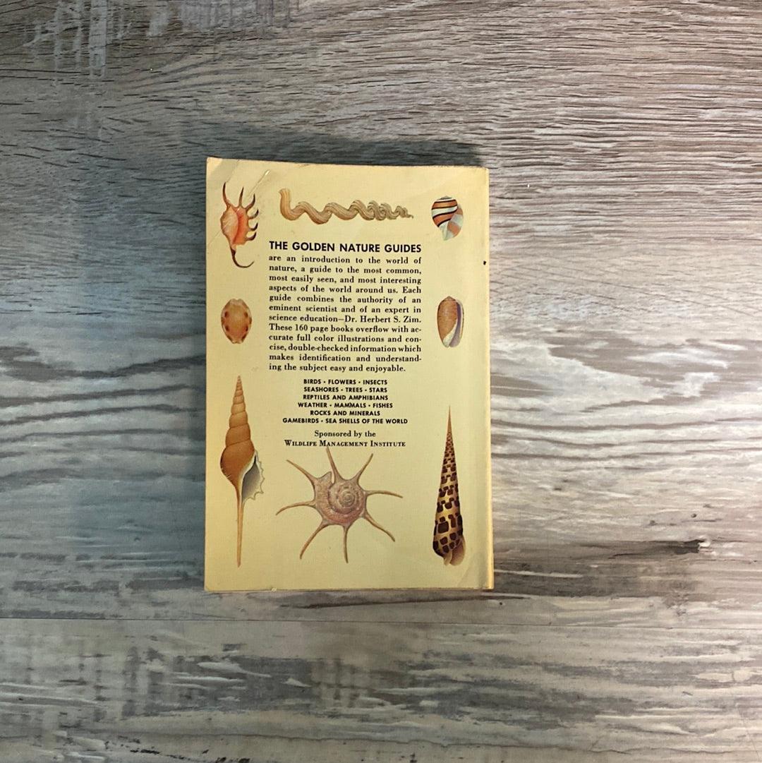 A Golden Guide: Sea Shells of the World