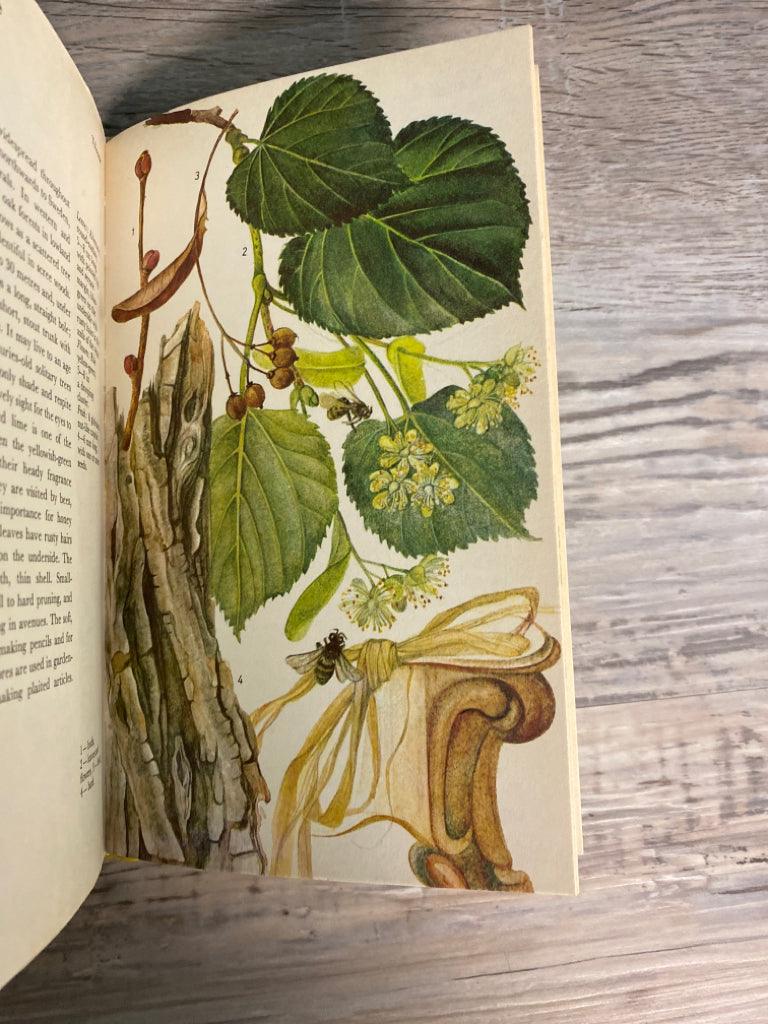 A Color Guide to Familiar Trees, Leaves, Bark and Fruit