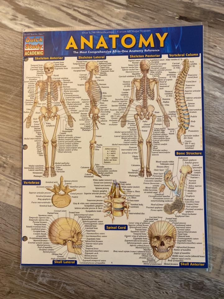 Quick Study Anatomy Guide