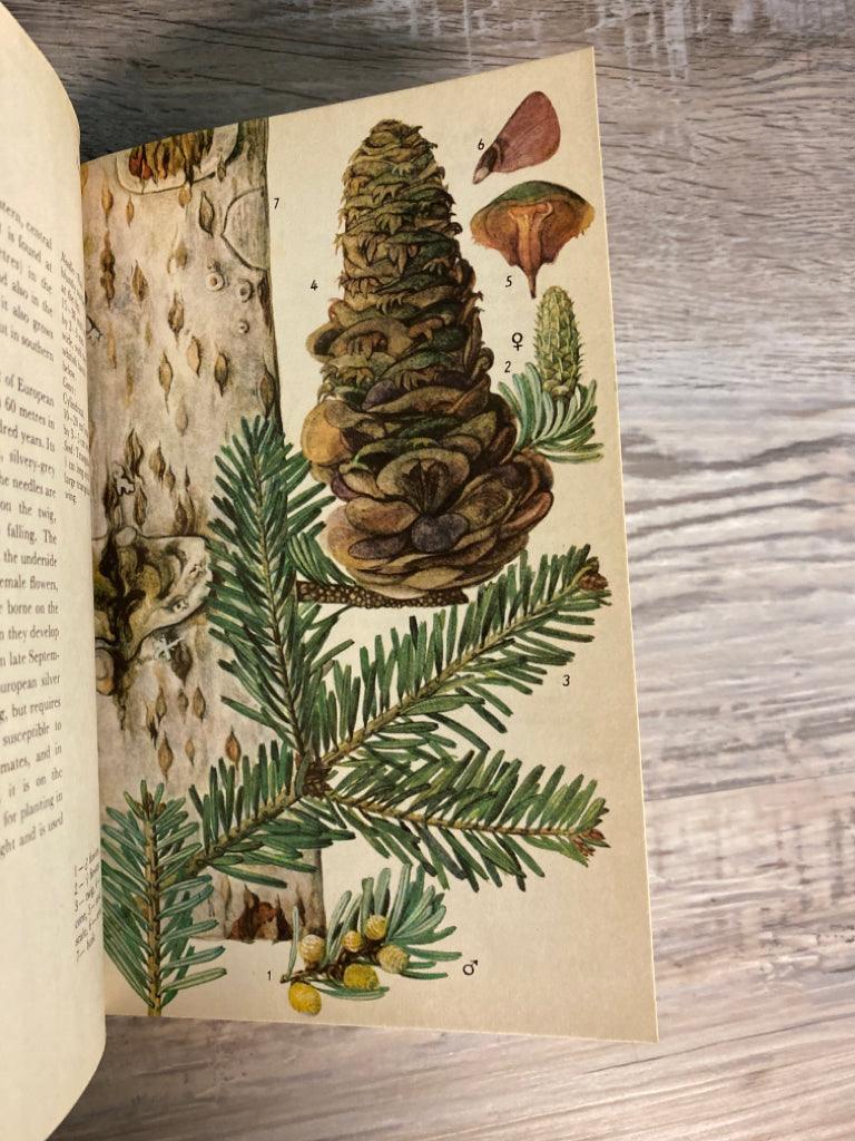 A Color Guide to Familiar Trees, Leaves, Bark and Fruit