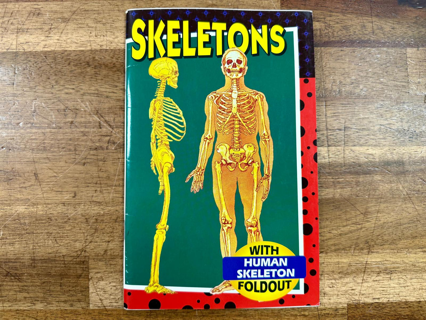 Skeletons (w. Human Skeleton Foldout) by D Harper