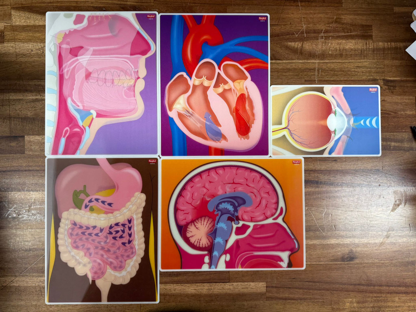 Roylco: My Body in Action – Cards Set of 10