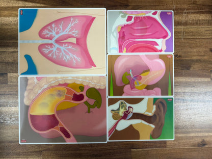 Roylco: My Body in Action – Cards Set of 10