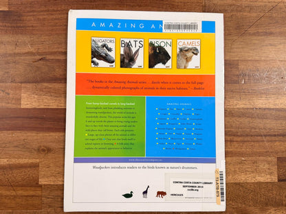 Amazing Animals Woodpeckers by Kate Riggs