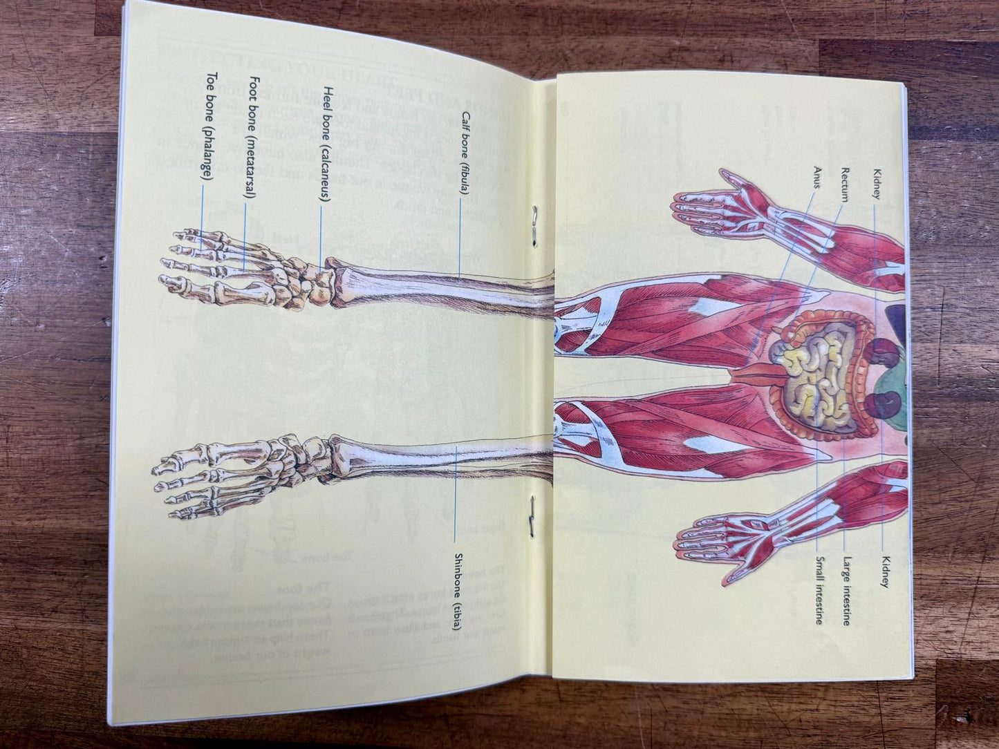 Skeletons (w. Human Skeleton Foldout) by D Harper