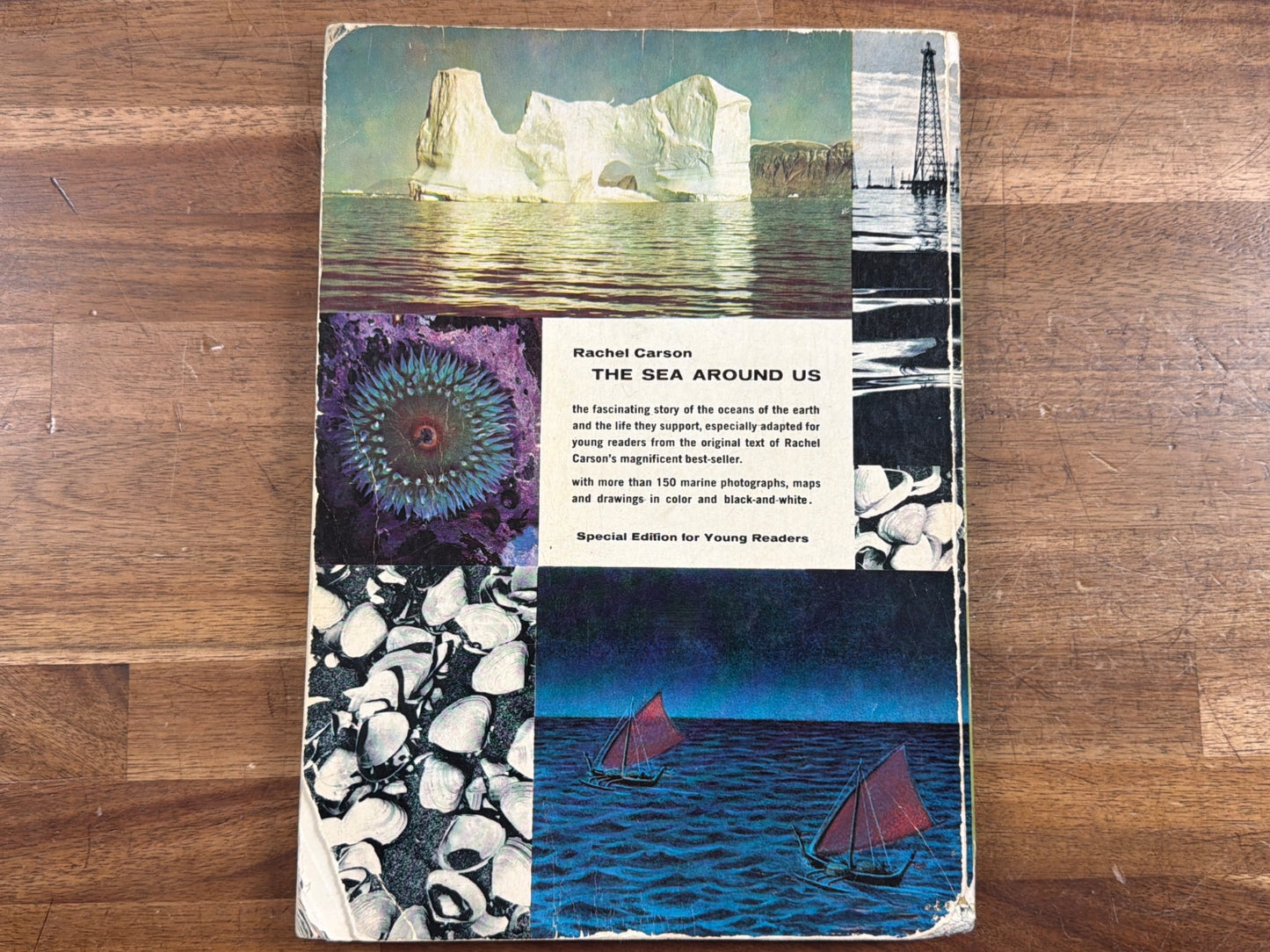 Rachel Carson the Sea Around Us Young Readers Edition