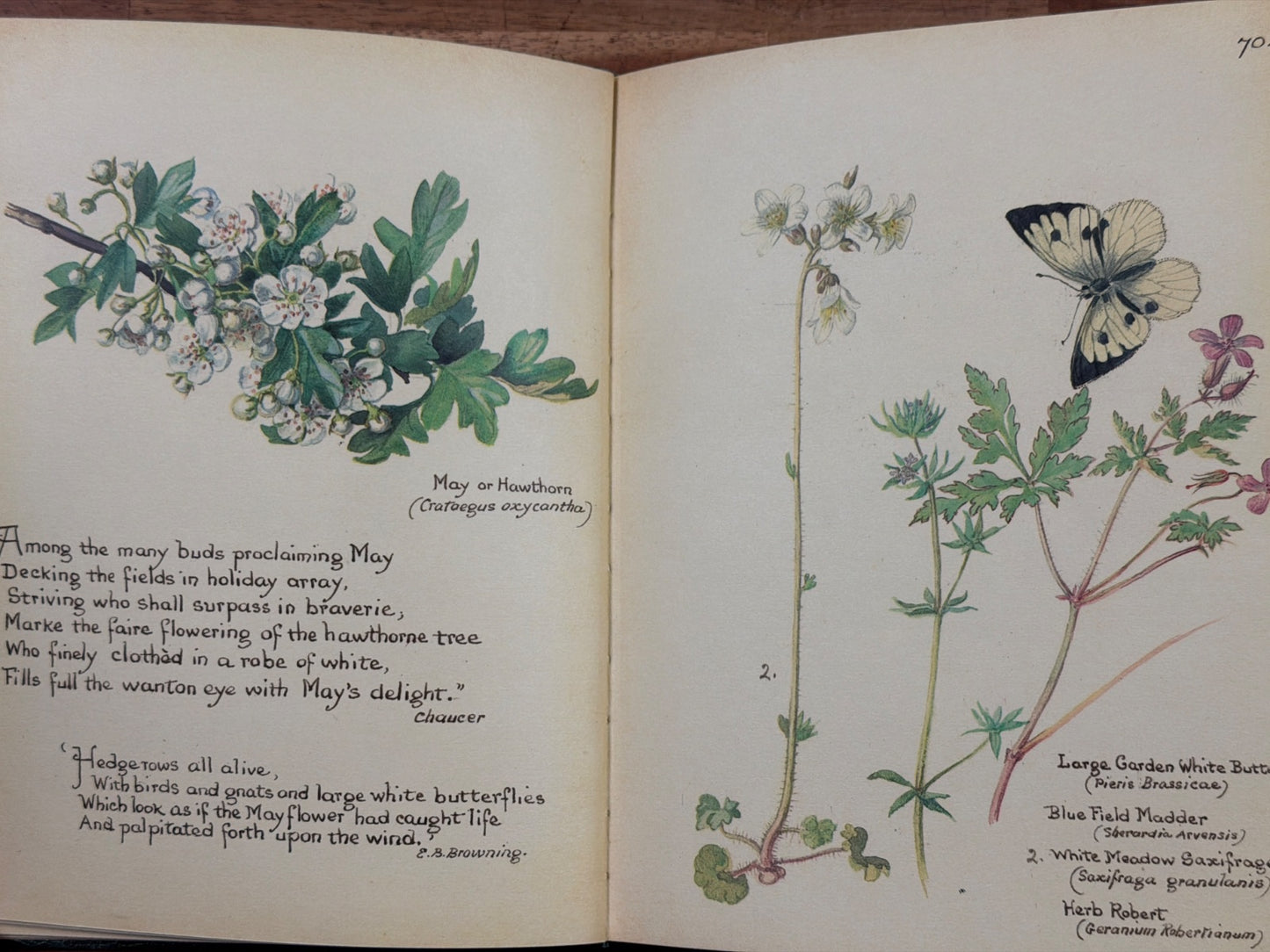 The Country Diary of an Edwardian Lady by Edith Holden