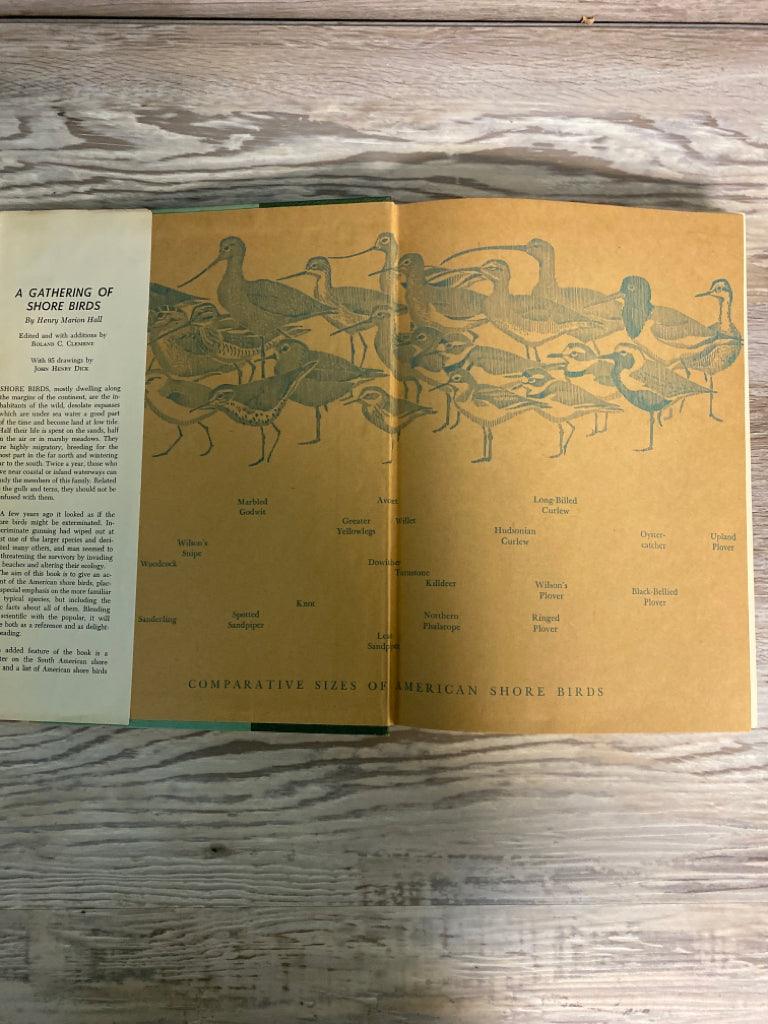 A Gathering of Shore Birds by Henry Marion Hall