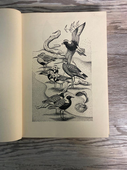 A Gathering of Shore Birds by Henry Marion Hall